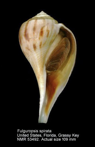 Fulguropsis spirata (4).jpg - Fulguropsis spirata (Lamarck,1816)